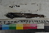  ( - MOP110481)  @11 [ ] CreativeCommons - Attribution Non-Commercial (2011) Smithsonian Institution Smithsonian Institution
