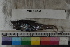  (Coelorinchus canus - MOP110554)  @11 [ ] CreativeCommons - Attribution Non-Commercial (2011) Smithsonian Institution Smithsonian Institution