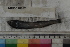  ( - MOP110652)  @11 [ ] CreativeCommons - Attribution Non-Commercial (2011) Smithsonian Institution Smithsonian Institution