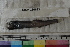  ( - MOP110653)  @11 [ ] CreativeCommons - Attribution Non-Commercial (2011) Smithsonian Institution Smithsonian Institution