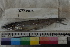  ( - MOP110695)  @11 [ ] CreativeCommons - Attribution Non-Commercial (2011) Smithsonian Institution Smithsonian Institution