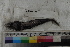 ( - MOP110709)  @11 [ ] CreativeCommons - Attribution Non-Commercial (2011) Smithsonian Institution Smithsonian Institution