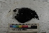  ( - MOP110739)  @11 [ ] CreativeCommons - Attribution Non-Commercial (2011) Smithsonian Institution Smithsonian Institution