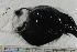 ( - MOP110739)  @11 [ ] CreativeCommons - Attribution Non-Commercial (2011) Smithsonian Institution Smithsonian Institution