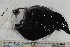  ( - MOP110739)  @11 [ ] CreativeCommons - Attribution Non-Commercial (2011) Smithsonian Institution Smithsonian Institution