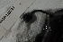  ( - MOP110739)  @11 [ ] CreativeCommons - Attribution Non-Commercial (2011) Smithsonian Institution Smithsonian Institution