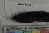  ( - MOP110783)  @11 [ ] CreativeCommons - Attribution Non-Commercial (2011) Smithsonian Institution Smithsonian Institution