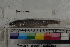  ( - MOP110787)  @11 [ ] CreativeCommons - Attribution Non-Commercial (2011) Smithsonian Institution Smithsonian Institution