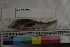  ( - MOP110791)  @11 [ ] CreativeCommons - Attribution Non-Commercial (2011) Smithsonian Institution Smithsonian Institution