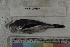  ( - MOP110807)  @11 [ ] CreativeCommons - Attribution Non-Commercial (2011) Smithsonian Institution Smithsonian Institution