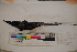  ( - MOP110057)  @11 [ ] CreativeCommons - Attribution Non-Commercial (2011) Smithsonian Institution Smithsonian Institution