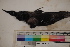  ( - MOP110057)  @11 [ ] CreativeCommons - Attribution Non-Commercial (2011) Smithsonian Institution Smithsonian Institution