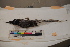  ( - MOP110069)  @11 [ ] CreativeCommons - Attribution Non-Commercial (2011) Smithsonian Institution Smithsonian Institution