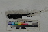  ( - MOP110426)  @11 [ ] CreativeCommons - Attribution Non-Commercial (2011) Smithsonian Institution Smithsonian Institution