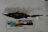  ( - MOP110427)  @11 [ ] CreativeCommons - Attribution Non-Commercial (2011) Smithsonian Institution Smithsonian Institution