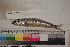  ( - MOP110093)  @11 [ ] CreativeCommons - Attribution Non-Commercial (2011) Smithsonian Institution Smithsonian Institution