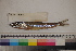  ( - MOP110095)  @11 [ ] CreativeCommons - Attribution Non-Commercial (2011) Smithsonian Institution Smithsonian Institution