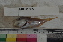  ( - MOP110285)  @11 [ ] CreativeCommons - Attribution Non-Commercial (2011) Smithsonian Institution Smithsonian Institution