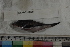  ( - MOP110808)  @11 [ ] CreativeCommons - Attribution Non-Commercial (2011) Smithsonian Institution Smithsonian Institution