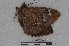  ( - LEP-RCA-1927)  @12 [ ] CreativeCommons - Attribution Non-Commercial Share-Alike (2014) Thibaud Decaens CEFE