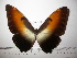  (Morpho hecuba - BC-FMP-2183)  @13 [ ] Copyright (2011) Frank Meister Research Collection of Frank Meister