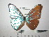  (Morpho aurora - BC-FMP-2251)  @13 [ ] Copyright (2011) Frank Meister Research Collection of Frank Meister