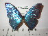  (Morpho marcus marcus - BC-FMP-2276)  @13 [ ] Copyright (2011) Frank Meister Research Collection of Frank Meister