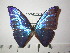  (Morpho marcus intermedia - BC-FMP-2277)  @13 [ ] Copyright (2011) Frank Meister Research Collection of Frank Meister