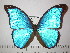  (Morpho menelaus coeruleus - BC-FMP-2278)  @14 [ ] Copyright (2011) Frank Meister Research Collection of Frank Meister
