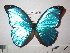 (Morpho menelaus menelaus - BC-FMP-2286)  @14 [ ] Copyright (2011) Frank Meister Research Collection of Frank Meister