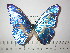  (Morpho cypris - BC-FMP-2323)  @13 [ ] Copyright (2011) Frank Meister Research Collection of Frank Meister