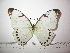  (Morpho polyphemus luna - BC-FMP-2328)  @14 [ ] Copyright (2011) Frank Meister Research Collection of Frank Meister