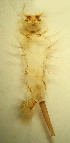  ( - CIEC-Cat-12-10)  @11 [ ] Copyright (2017) CIEC Centro de Investigaciones Entomológicas de Córdoba