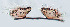  ( - CIEC-Cor-16-01)  @11 [ ] Copyright (2017) CIEC Centro de Investigaciones Entomológicas de Córdoba