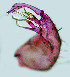  ( - CIEC-Cor-16-12)  @11 [ ] Copyright (2017) CIEC Centro de Investigaciones Entomológicas de Córdoba