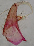  ( - CIEC-ER-16-19)  @12 [ ] Copyright (2017) CIEC Centro de Investigaciones Entomológicas de Córdoba