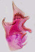  ( - CIEC-ER-16-19)  @12 [ ] Copyright (2017) CIEC Centro de Investigaciones Entomológicas de Córdoba