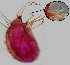  ( - CIEC-Fo-17-66)  @11 [ ] Copyright (2017) CIEC Centro de Investigaciones Entomológicas de Córdoba