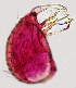  ( - CIEC-Fo-17-67)  @11 [ ] Copyright (2017) CIEC Centro de Investigaciones Entomológicas de Córdoba