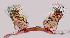  ( - CIEC-Fo-17-67)  @11 [ ] Copyright (2017) CIEC Centro de Investigaciones Entomológicas de Córdoba