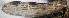  ( - CIEC-Fo-17-76)  @11 [ ] Copyright (2017) CIEC Centro de Investigaciones Entomológicas de Córdoba