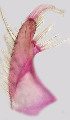  ( - CIEC-Ju-14-13)  @11 [ ] Copyright (2017) CIEC Centro de Investigaciones Entomológicas de Córdoba