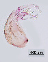  ( - CIEC-Mis-12-14)  @11 [ ] Copyright (2017) CIEC Centro de Investigaciones Entomológicas de Córdoba