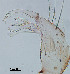  ( - CIEC-Mis-12-22)  @11 [ ] Copyright (2017) CIEC Centro de Investigaciones Entomológicas de Córdoba