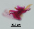  ( - CIEC-Mis-12-32)  @11 [ ] Copyright (2017) CIEC Centro de Investigaciones Entomológicas de Córdoba