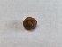  (Trochulus striolatus - SNMMo34)  @11 [ ] CreativeCommons  Attribution Non-Commercial Share-Alike (2021) J. Cacany Slovak National Museum-Natural History Museum