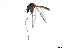 ( - SSAPU-MOS-0002)  @13 [ ] CreativeCommons - Attribution (2019) CBG Photography Group Centre for Biodiversity Genomics