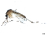  ( - SSAPU-MOS-0005)  @14 [ ] CreativeCommons - Attribution (2019) CBG Photography Group Centre for Biodiversity Genomics