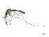  ( - SSAPU-MOS-0006)  @13 [ ] CreativeCommons - Attribution (2019) CBG Photography Group Centre for Biodiversity Genomics