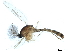  ( - SSAPU-MOS-0008)  @13 [ ] CreativeCommons - Attribution (2019) CBG Photography Group Centre for Biodiversity Genomics